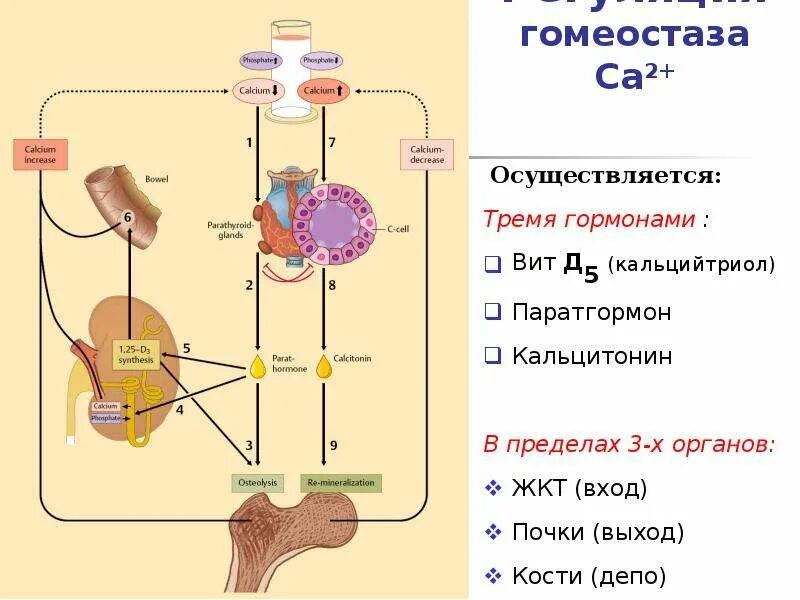 Гормоны принимают участие в. Гормональная регуляция гомеостаза кальция схема. Гормональная регуляция паратгормона. Регуляция выработки паратгормона. Паратгормон биохимия регуляция.