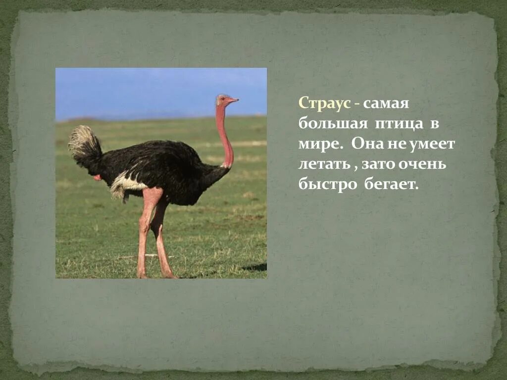 Птицы которые не летают. Самая большая птица в мире которая умеет летать. Птицы не умеющие летать. Самая крупная птица которая не умеет летать. Самый большой страус.