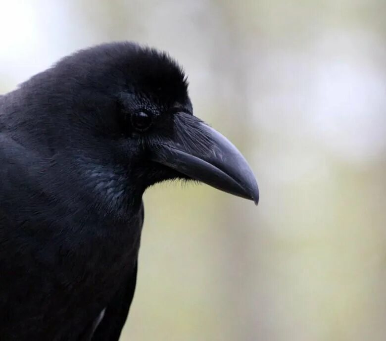 Дальневосточная большеклювая ворона. Corvus macrorhynchos. Большеклювая ворона и ворон. Большеклювая ворона фото.