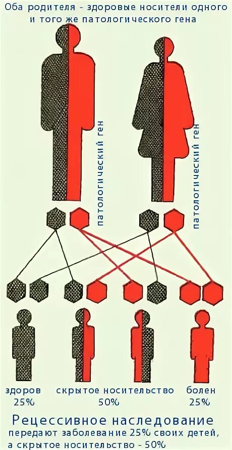 генеалогическое древо наследования признаков. это состояние гена доминантное рецессивное. моногибридное скрещивание неполное доминирование. доминантный ген. примеры летальных генов у человека.