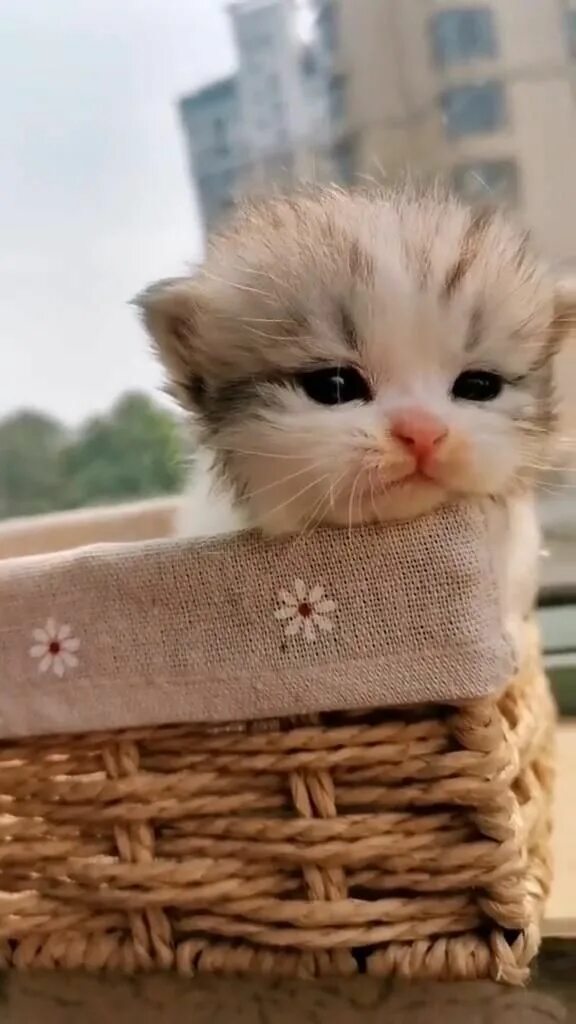 Милые пикчи с котиками. Няшный котик. Милый кот. Милый котенок. Милое мяу.