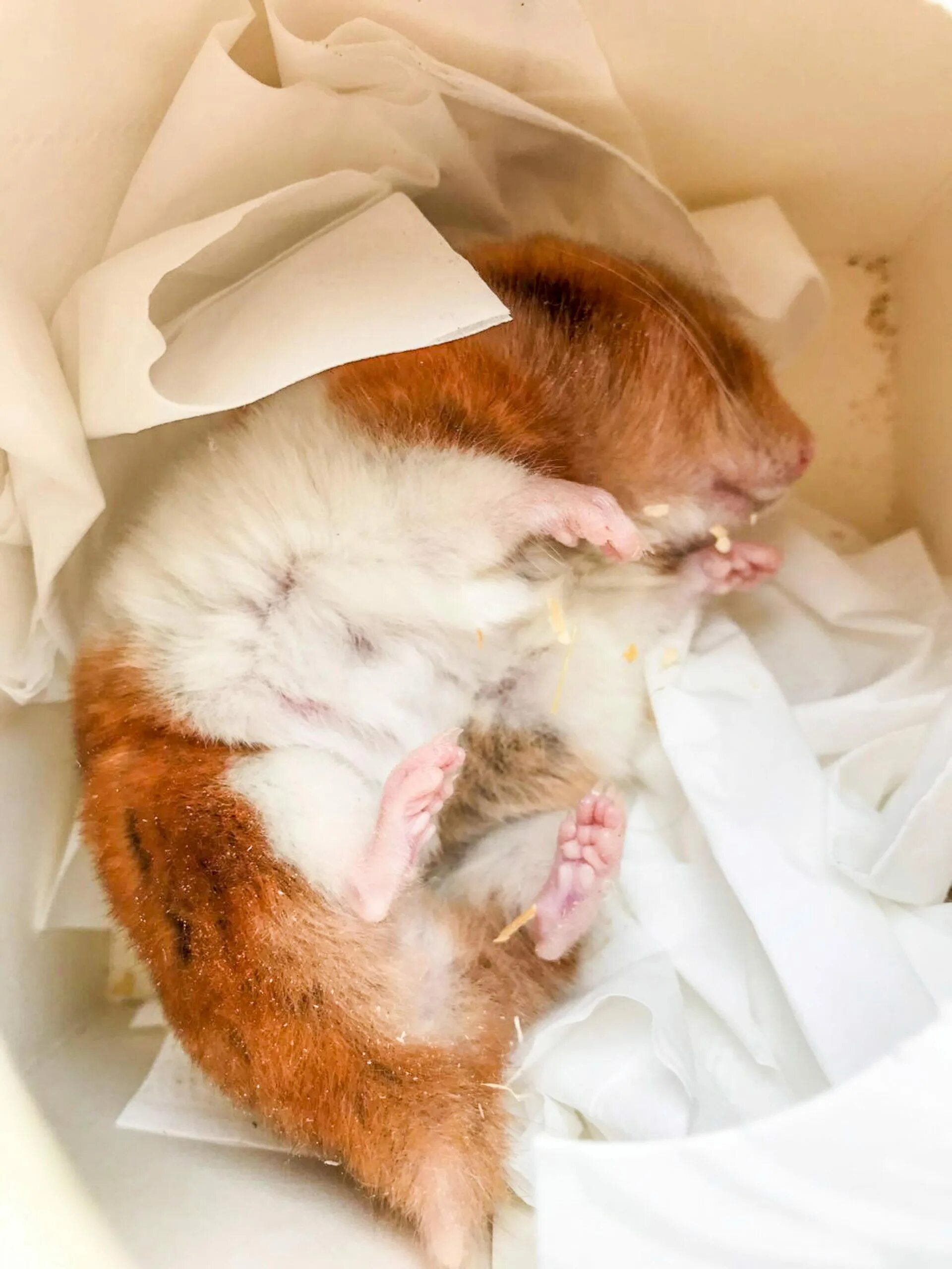 Хамики подают в спачьки. Мёртвый джкнгарский хомяк. Сколько умирают хомяки. Мертвые хомяки джунгарики. Сколько умирают хомяки.