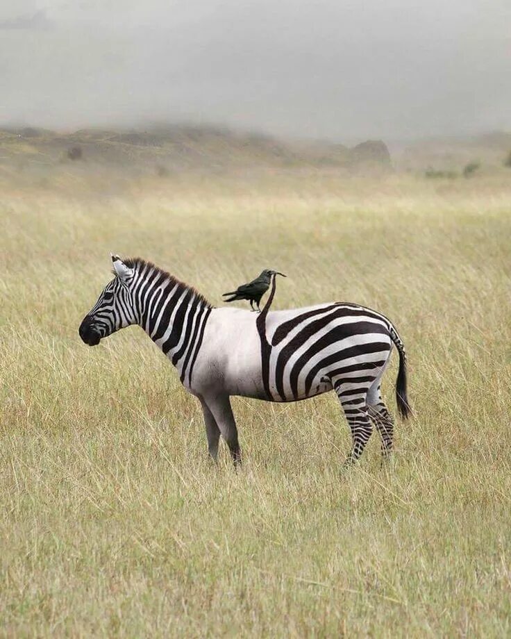 Pin de Vilma Flott en ZEBRAS.