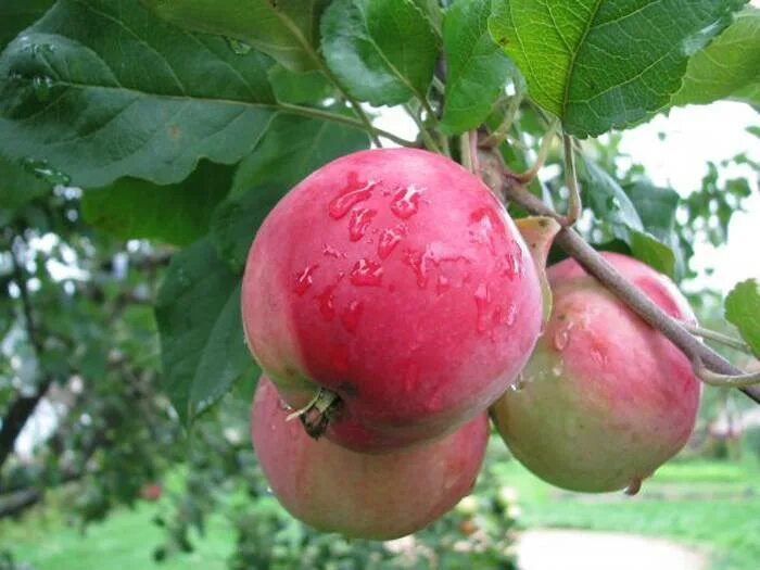Яблоня джонатан. Яблоня сорт брянское розовое. Яблоня брянское алое. Яблоня россошанское лежкое. Сорт яблони брянское золотистое.