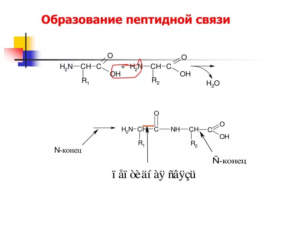 Образование пептидной связи происходит в. Реакция образования пептидной связи. Образование пептидной связи между аминокислотами реакция. Схема образования пептидной связи в молекуле белка. Напишите реакцию образования пептидной связи..