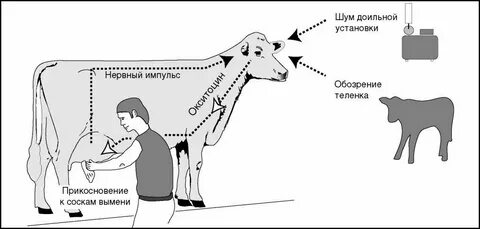 Забор молока