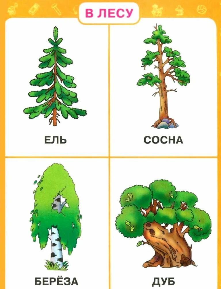 Деревья для дошкольников. Карточки деревья для детей. Карточки с изображением деревьев. Хвойные деревья карточки для детей. Дуб и березка