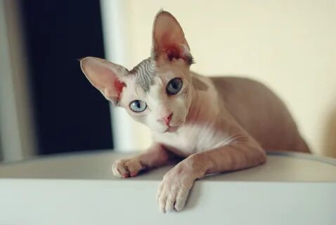 Клички для кота сфинкса