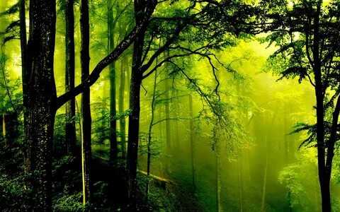 Green forest pro