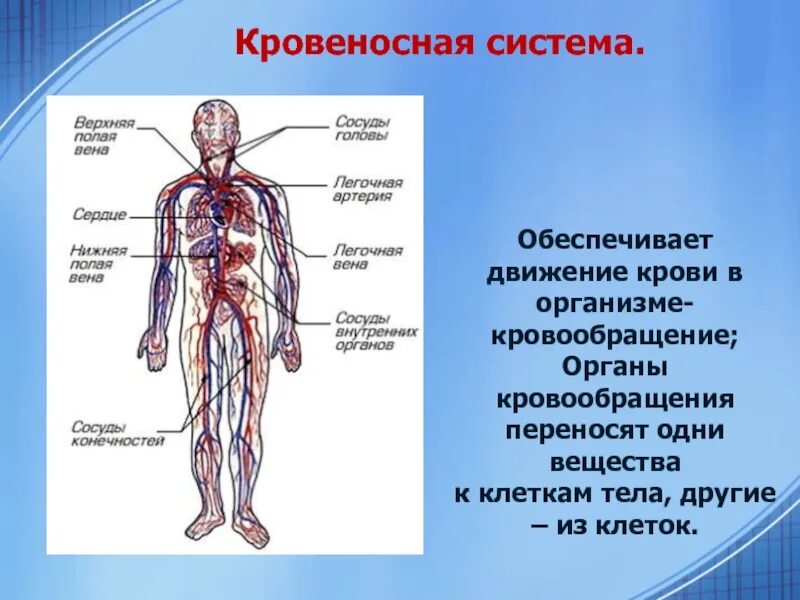 Какие органы обеспечивают движение человека. Органы кровеносной системы схема. органы кровеносной системы человека 8 класс. кровеносная система 4 класс окружающий мир. органы кровеносной системы человека 3 класс.