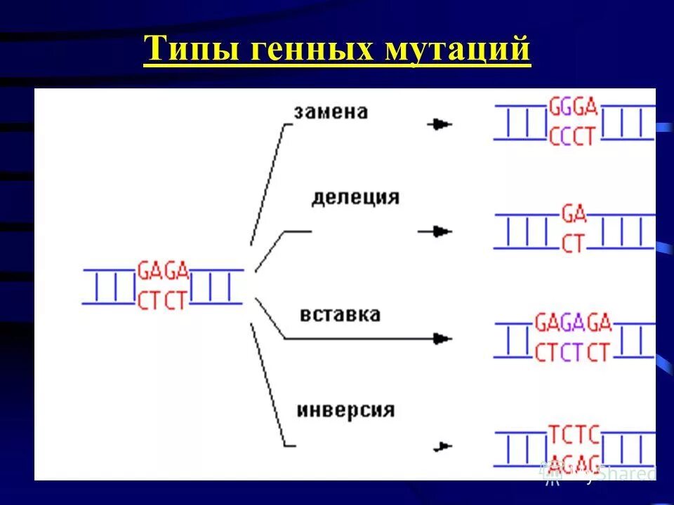 Типы генных мутаций. Типы генных мутаций