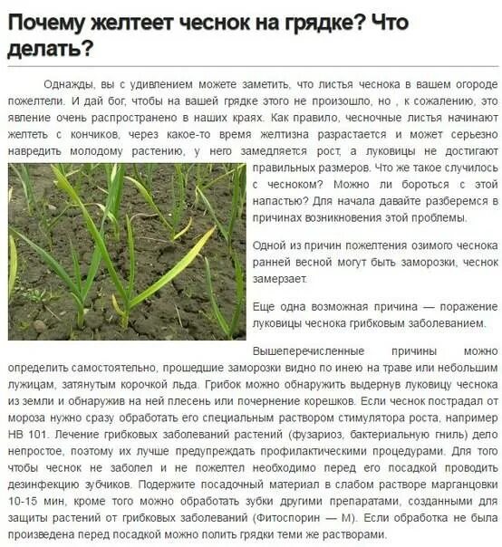Что сделать чтобы листья не желтели. От пожелтения листьев чеснока. пожелтели кончики листьев чеснока. чем полить чеснок от пожелтения листьев. желтеют листья чеснока весной что делать.