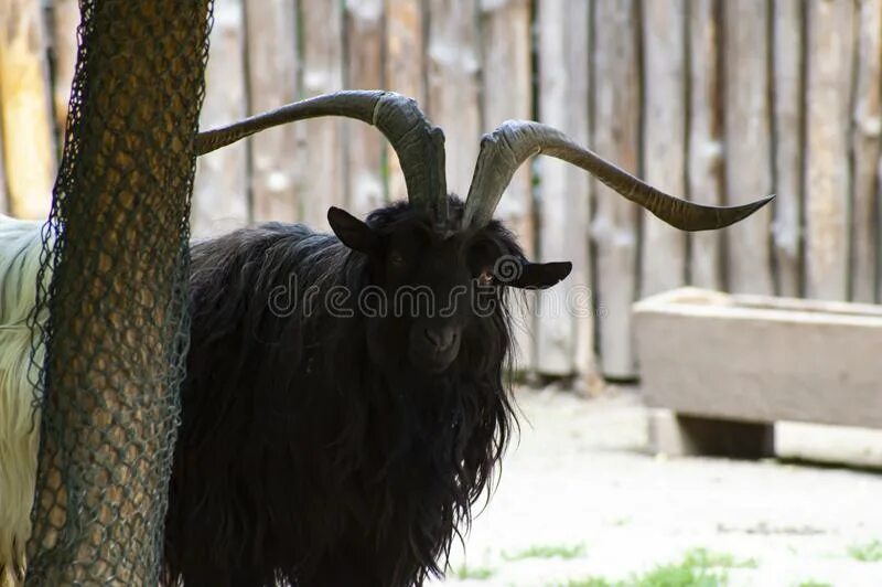 Как выглядит черный козел Idea by COPORDIE on PROPAGANDA ❗ Goats funny, Cute goats, Picture prompts