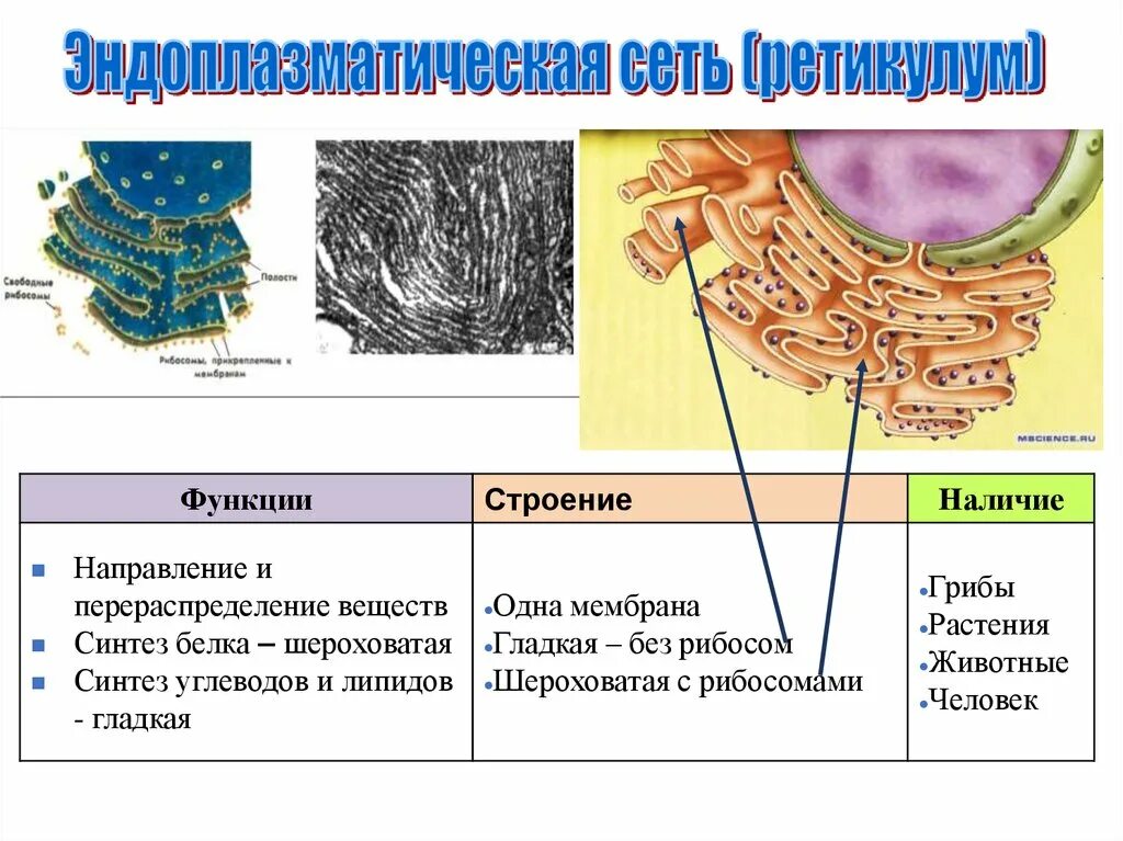 Эндоплазматический ретикулум строение и функции. Эндоплазматическая сеть ретикулум функции. Эндоплазматическая сеть ретикулум ее строение и функции. У растений есть эндоплазматическая сеть.