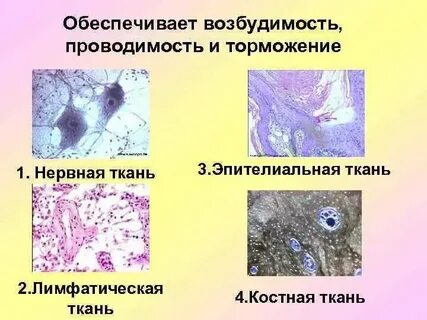 Соединительная ткань возбудимость и проводимость