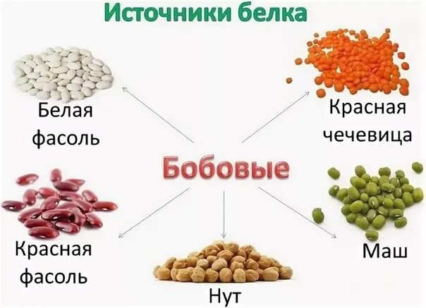 Семена каких растений содержат белки. Источники белка. Бобовые список продуктов. Бобовые продукты белок.