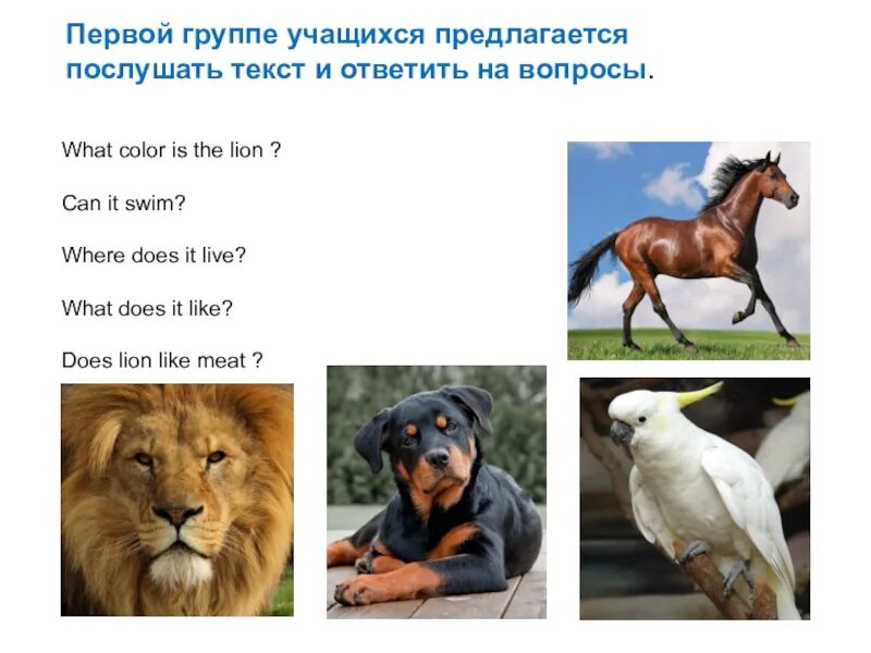 Как переводится where does. Lion can примеры текстов. where does the lion live перевод на русский. lion what can ру do where it lives. where does a wolf live and what does it eat.