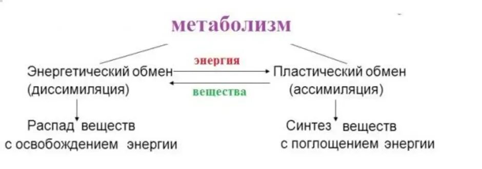 Обмен веществ человека биология. Обмен веществ метаболизм схема. Обмен веществ энергетический и пластический схема. Обмен веществ схема 9 класс.