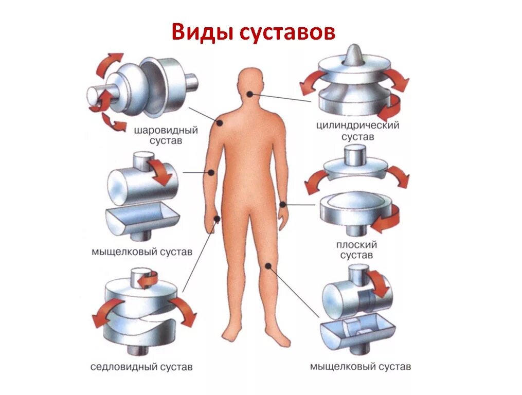Одноосный двуосный многоосный сустав. Классификация суставов одноосные двухосные. Классификация суставов (по числу, по форме суставных поверхностей). Классификация сутсав по функциям. Коленный сустав классификация по форме.