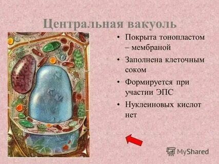 Вакуоли животной клетки