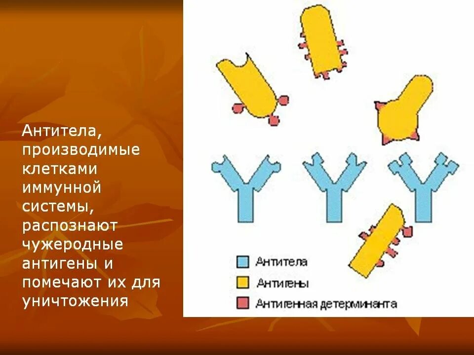 Выработка организмом антител. Антитела. Антитела это. Антитела картинки. Антиген антитело.