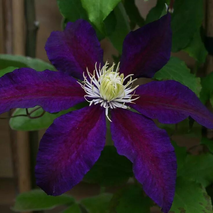 Clematis "Etoile Violette", most Clematis do very well here in Central Oregon. T