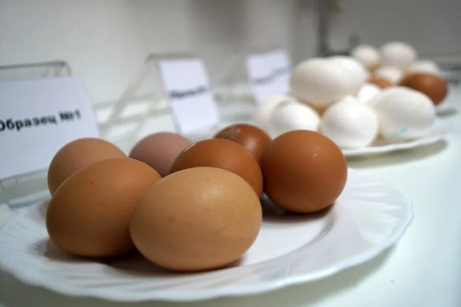 Экспертиза куриных яиц. ВСЭ яиц и яичных продуктов. Ветеринарно-санитарная экспертиза яиц и яйцепродуктов. Санитарная экспертиза яиц. Оценка качества яиц