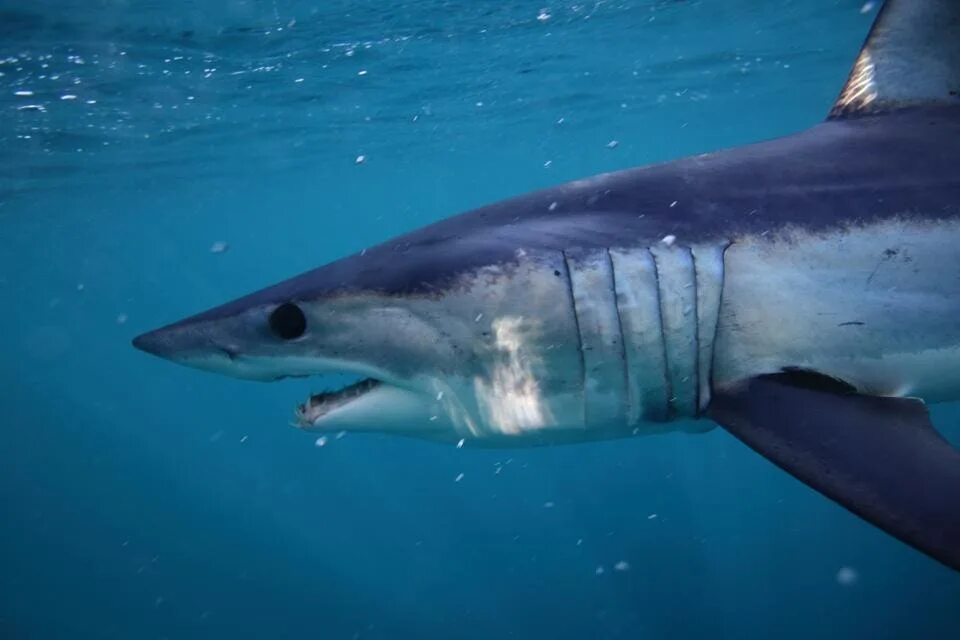 Самая проворная из акул 4 буквы сканворд. Флоридская акула. Ground shark. Great white fleet. Большая белая акула кархародон.