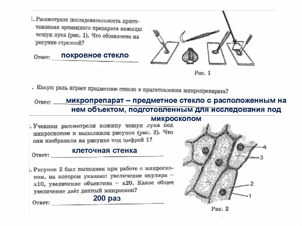 Строение клетки впр 6 класс