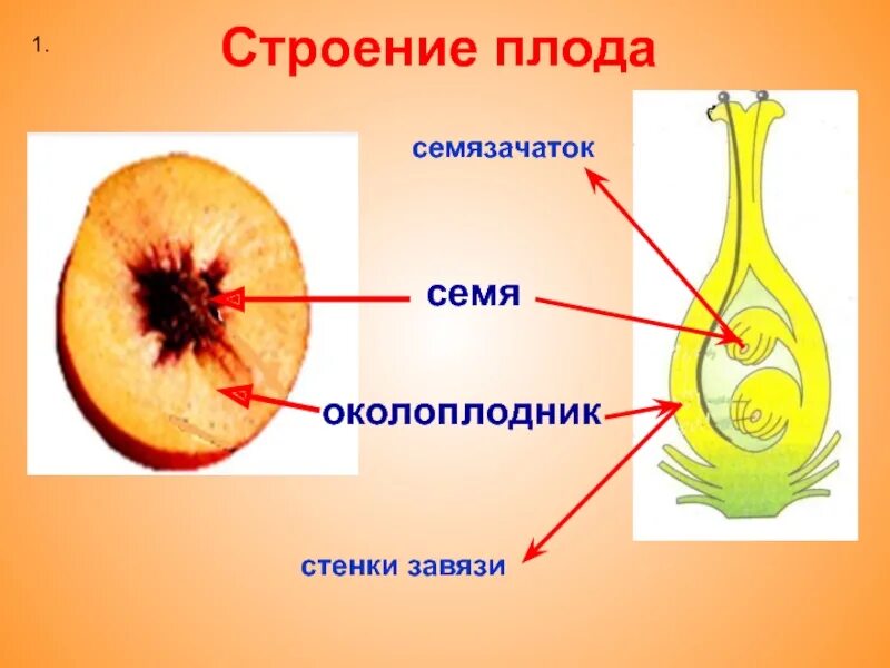 Околоплодник это разросшиеся. Строение плода покрытосеменных растений. Строение плода околоплодник. Плод околоплодник семя. Околоплодник у цветковых растений.