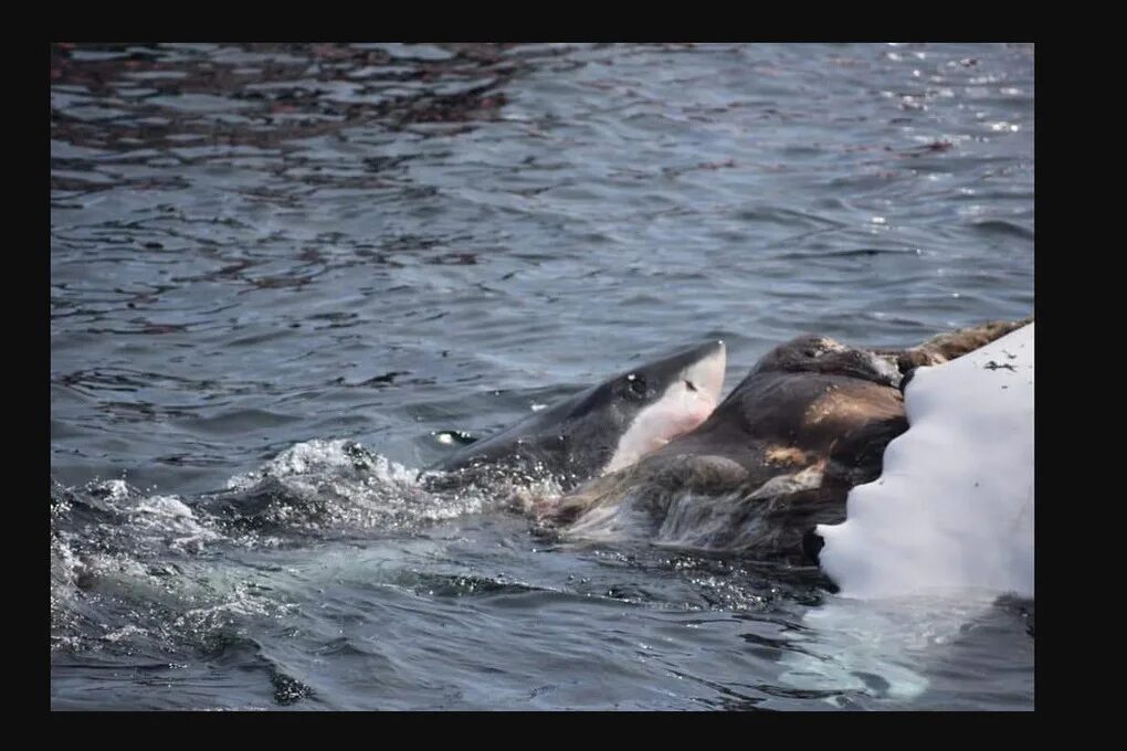 Какого пророка проглотил кит. Китообразные из видео белая акула.