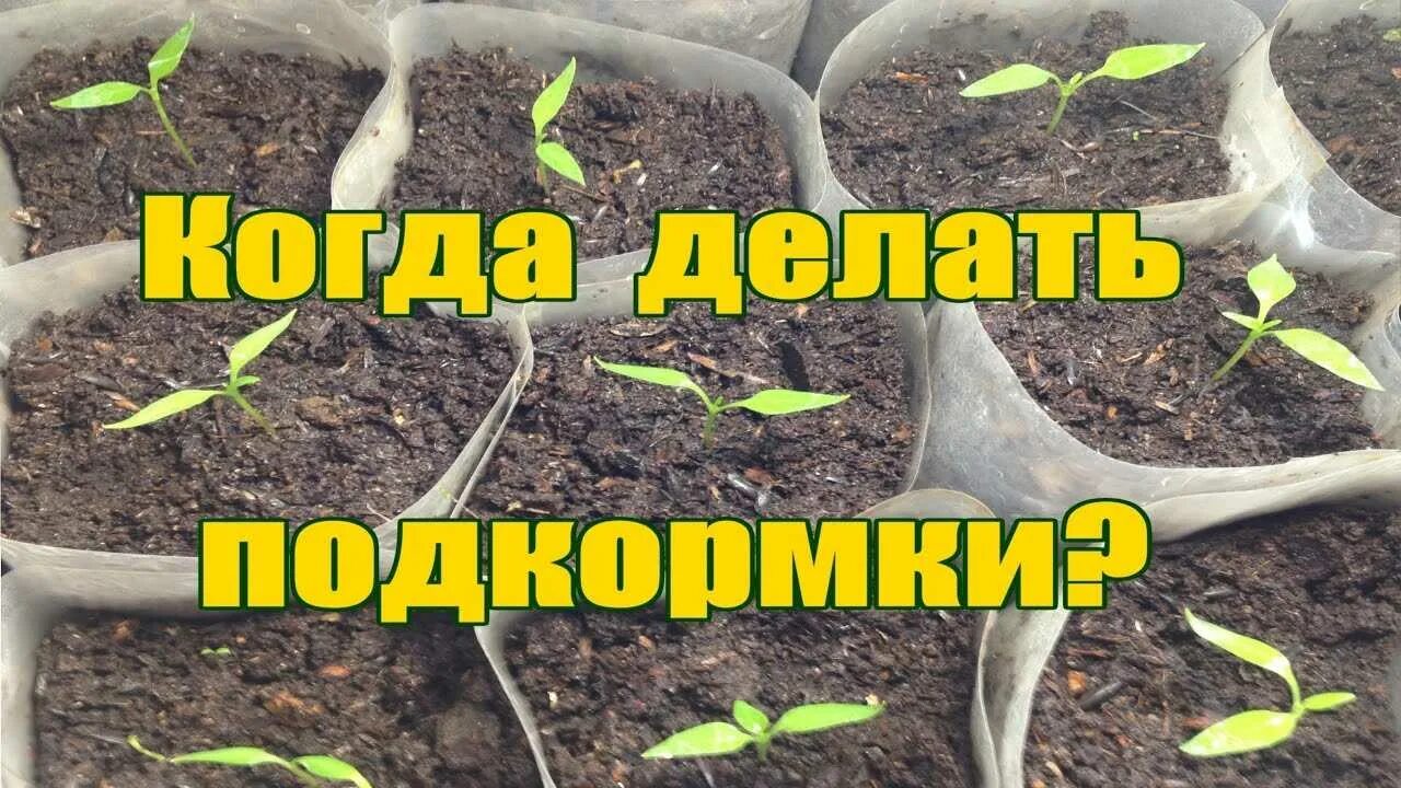 Как часто можно подкармливать рассаду. Подкармливание рассады томатов. Рассада перца. Подкормки для рассады томатов и перца. Рассада помидор и перца.