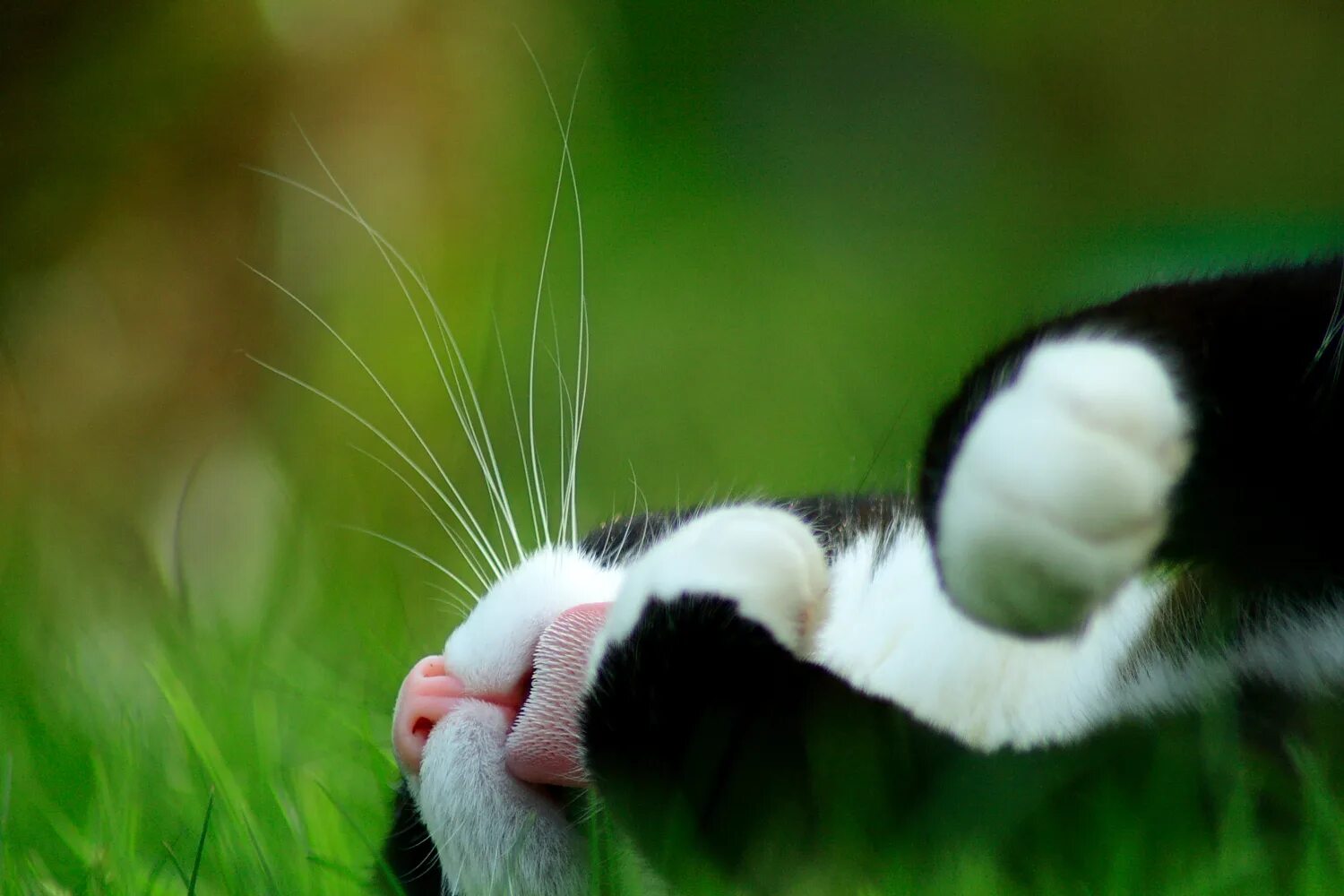 Белый кот мурзик. Котенок в траве. Позитивные животные. Черно белый кот весной. Котики смешные.