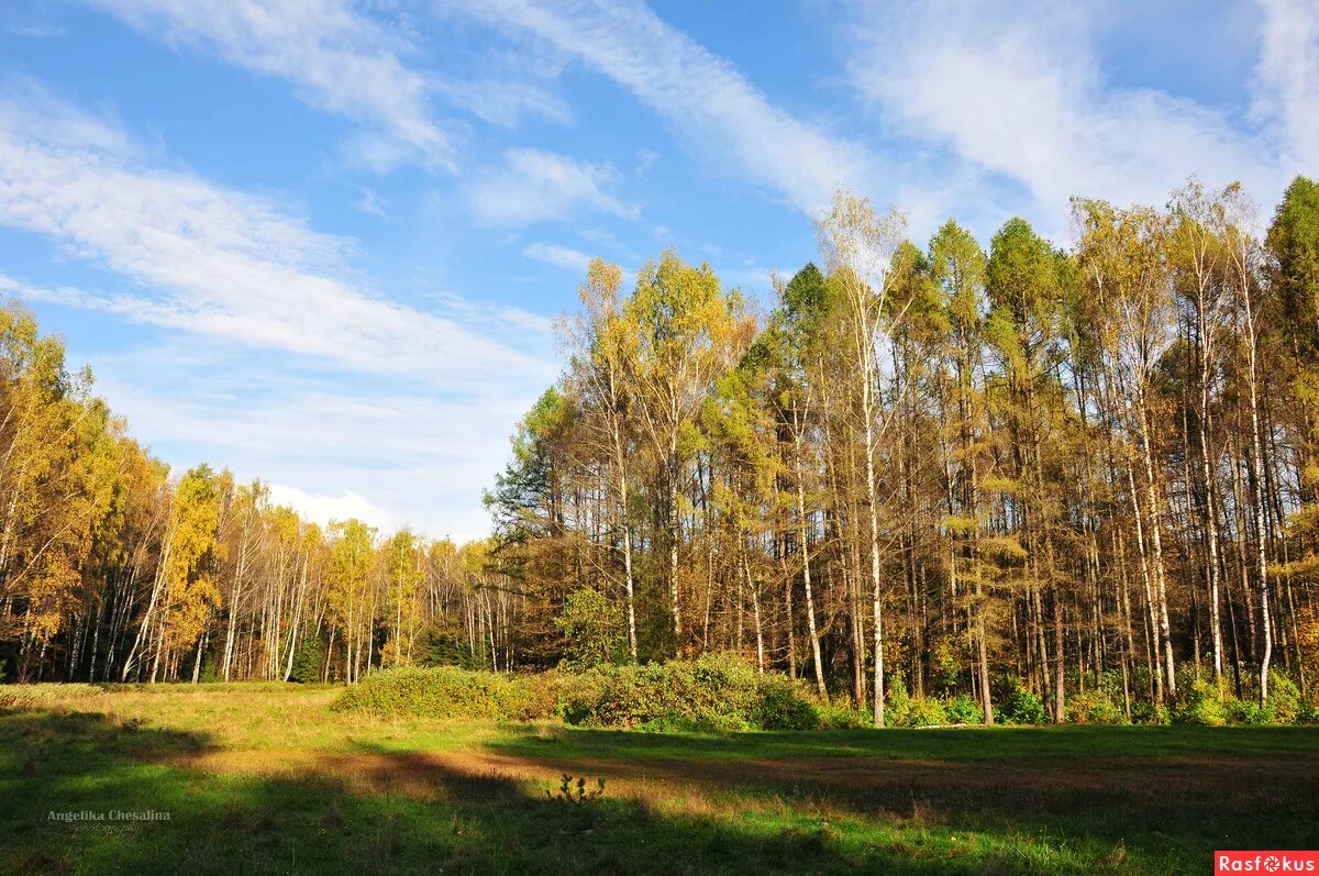 Лосиный парк вход. Лосиный парк Королев. Парк Лосиный остров. Лосиный остров национальный парк Королев. Лес Лосиный остров Москва.