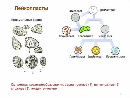 Виды крахмальных зерен