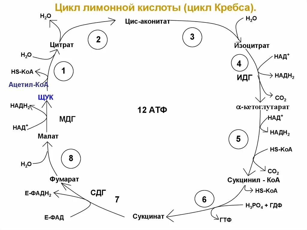 Цикл кребса сколько атф. Цикл Кребса лимонная кислота. Цикл трикарбоновых кислот биохимия кратко. Цикл трикарбоновых кислот ЦТК биохимия. Ацетил КОА цикл Кребса.