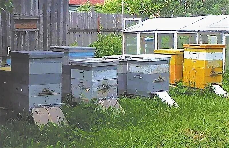 Пчеловодство в чувашии. Пчеловодство в чувашии