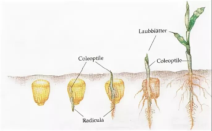 Колеоптиль. Колеоптиле пшеницы. Колеоптиле у растений. Колеоптиль у подсолнечника.
