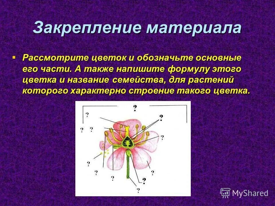 Цветок пятичленного типа. Строение цветка двудольных. цветок и его основные части. рассмотрите цветок и обозначьте основные его части. рассматривать цветы.