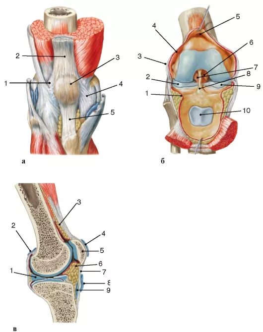 Коленный сустав (articulatio genus). Крыловидные складки коленного сустава анатомия. Коленный сустав Сагиттальный распил. Крыловидные связки коленного.