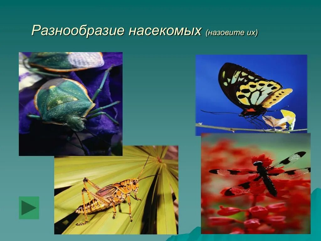 Класс насекомые многообразие. Разнообразие насекомых. Многообразие насекомых 7 класс. Разнообразие насекомых 7 класс биология. Многообразие насекомых картинки.
