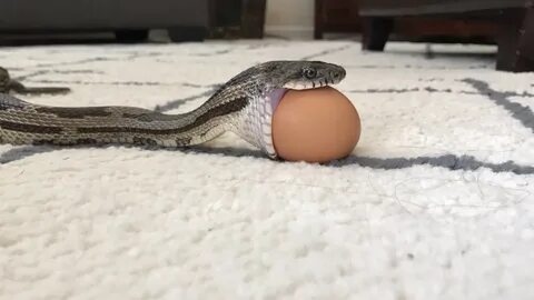 Змея ест яйцо