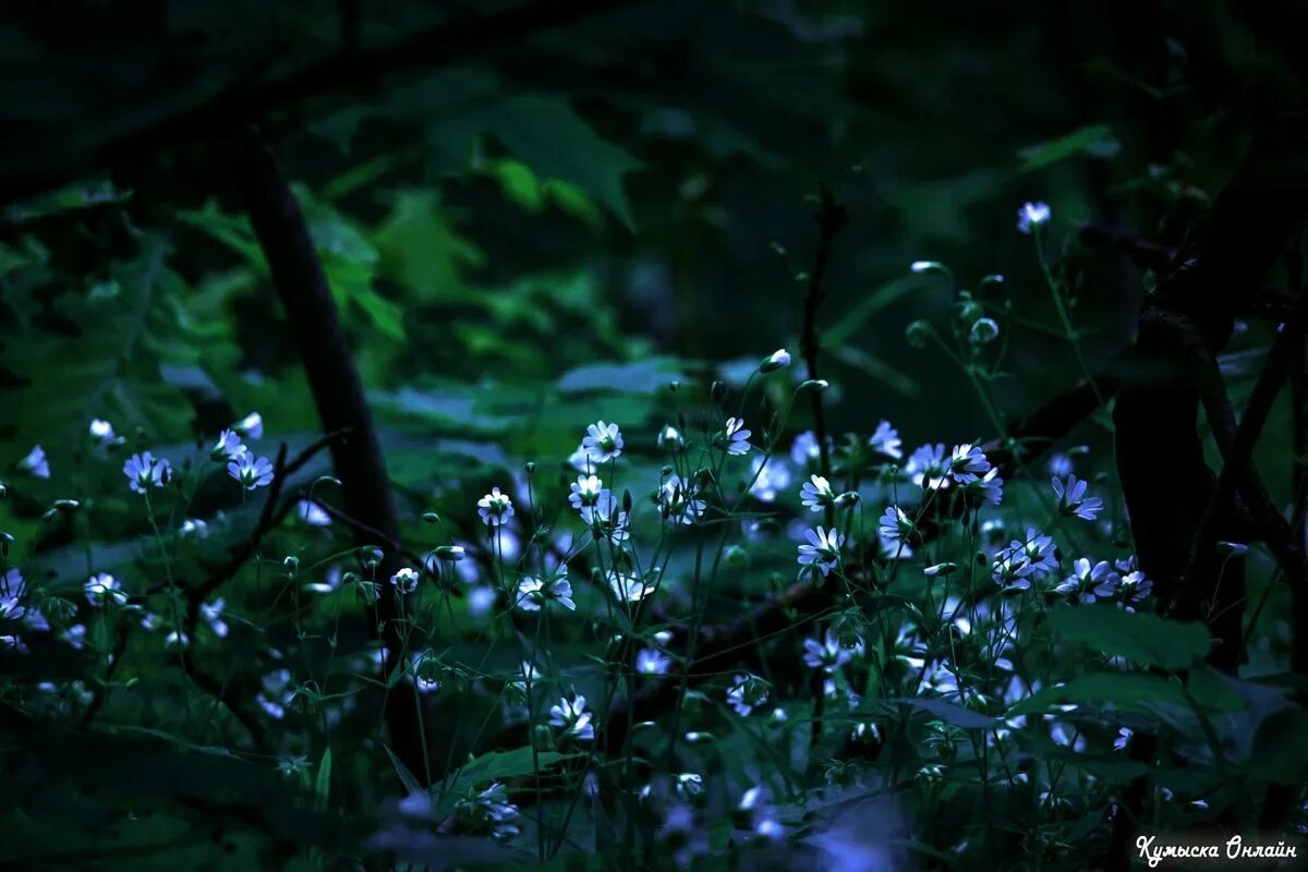 Ночной цвет. Ночной цветок. Растения ночью. Цветы ночью. Цветок распустившийся в темноте