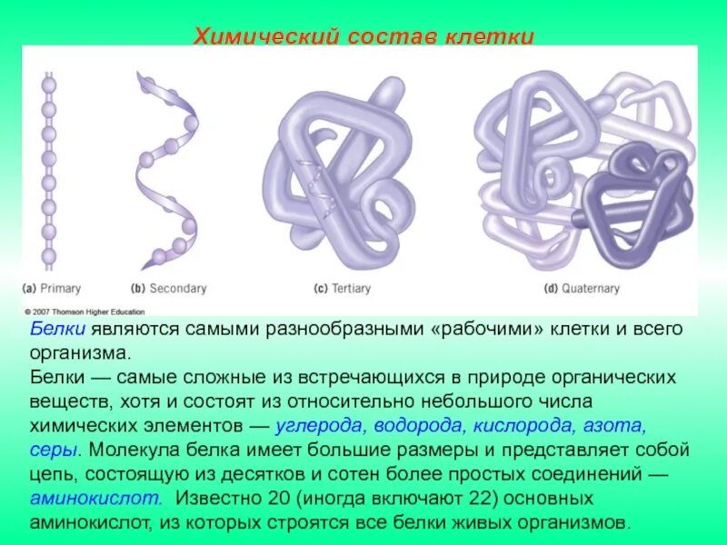 Химический состав клетки белки. Белки в составе клетки. Структура молекулы белка.