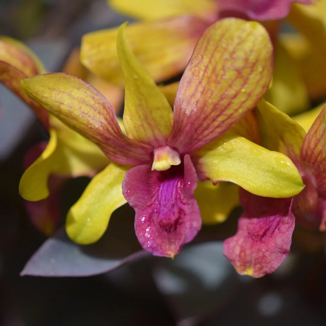 Орхидея фаленопсис. Орхидея де. Орхидея cymbidium. Орхидея dendrobium nobile. Dendrobium kaoyai gold.