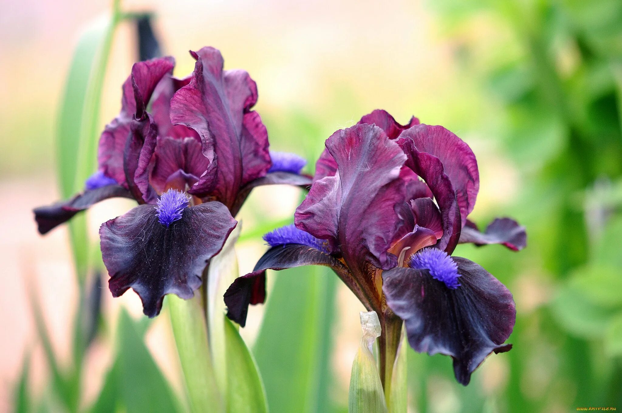 Iris des