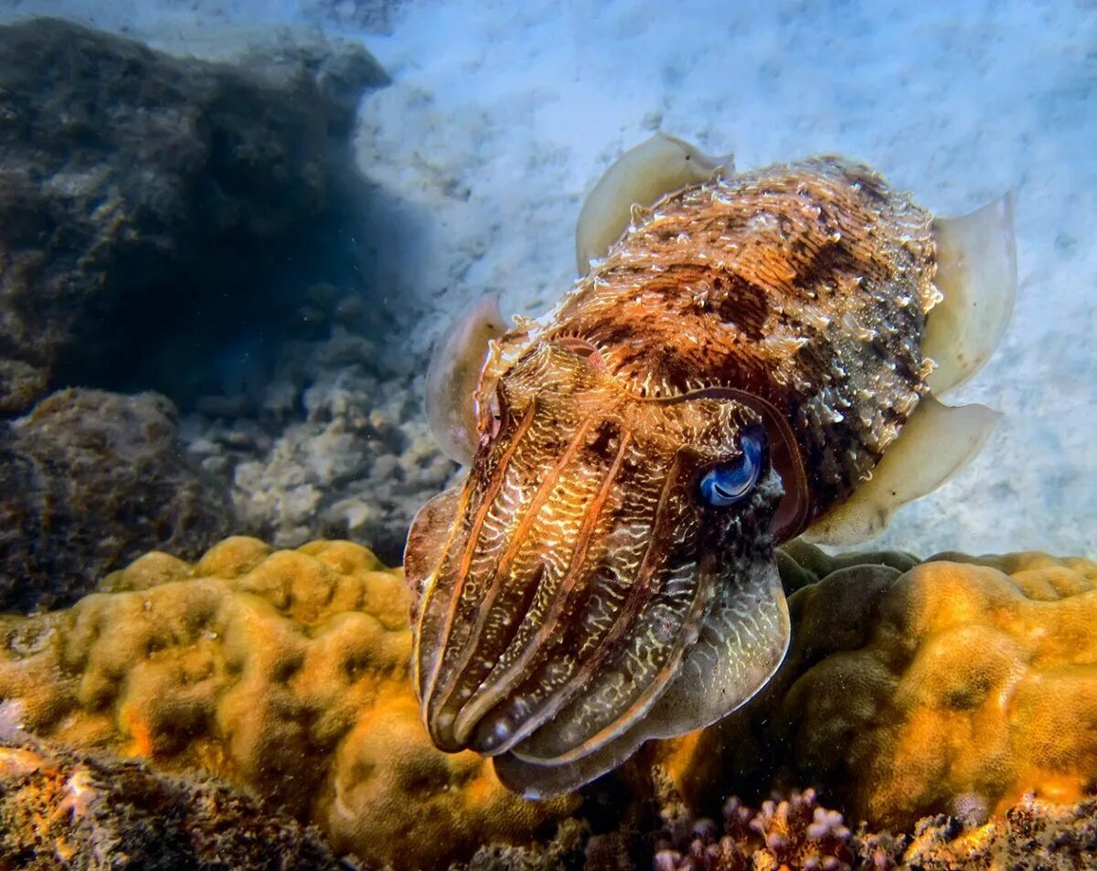 Головоногие моллюски каракатица. Морские головоногие моллюски. Каракатица моллюск. Гигантская австралийская каракатица. Моллюск красное море каракатица.