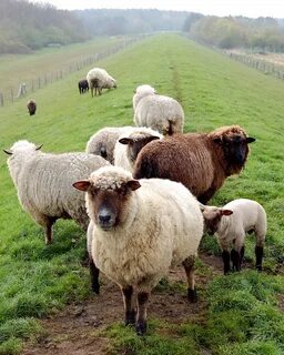 Sheep have your you