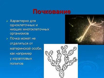 Примеры почкования
