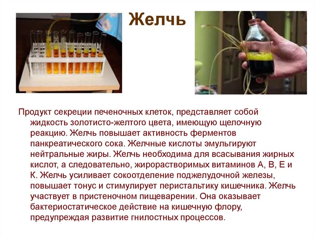 Влияние желчи на фильтрацию растительного жира опыт. Желчные кислоты эмульгируют жиры. Влияние желчи на жиры лабораторная работа. Желчь повышает активность ферментов.